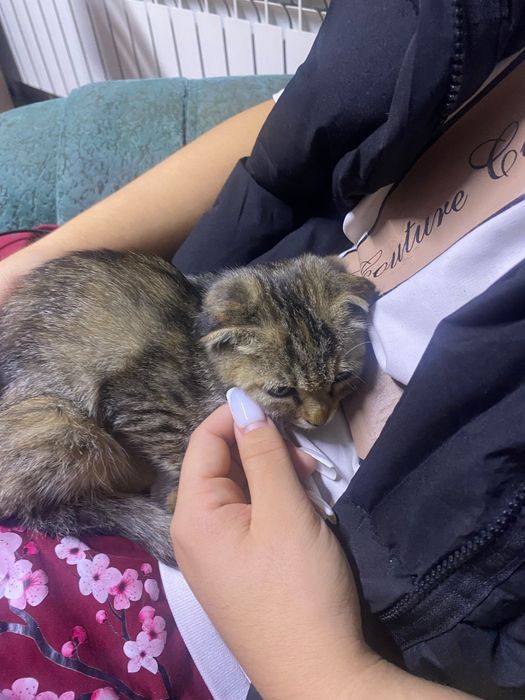 котенка вислоухая