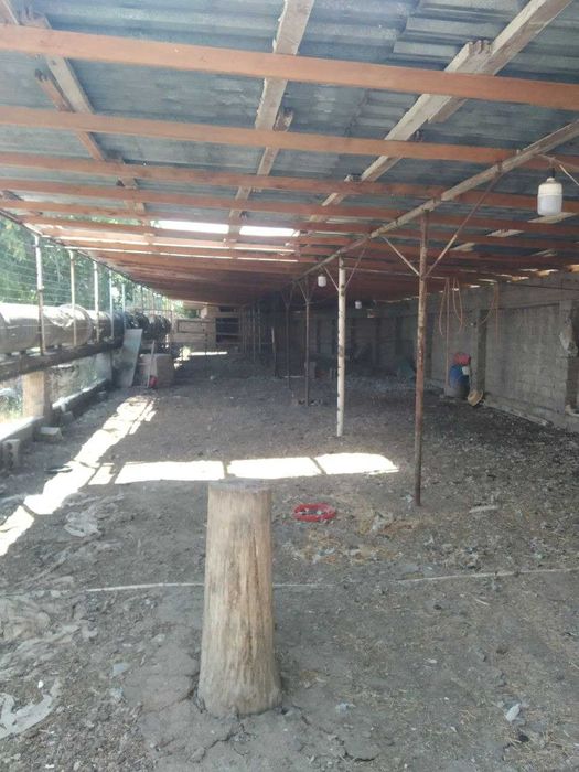 Ферма недалеко от Ташкента