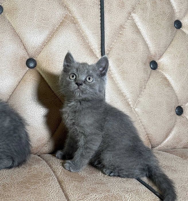 котенок скотиш страйт мальчик