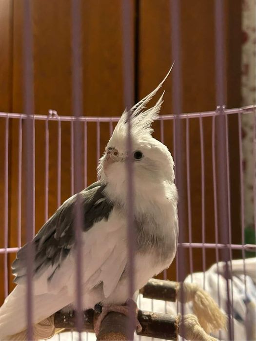 Nimfa mascul plus colivie