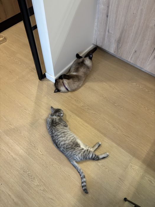 Пропала кошка в микрорайоне Тастыбулак