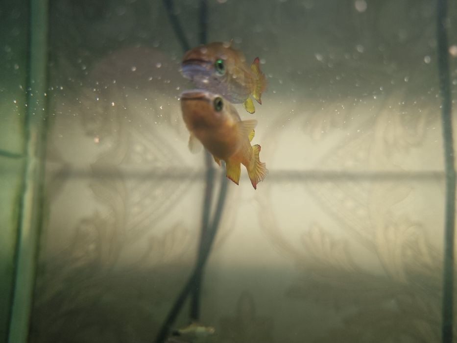 Полосатая щучка (Aplocheilus lineatus) cho‘rtancha baliq (Aplocheilus