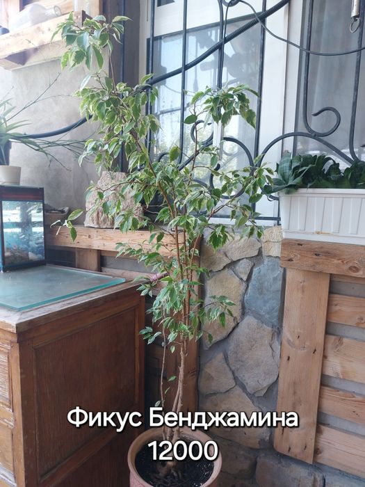 Пролам Комнатные цветы