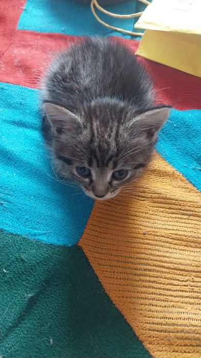 Отдам котят бесплатно