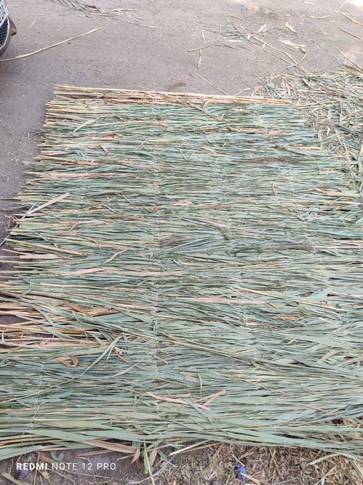 Qamish chiy boyra maxsuloti