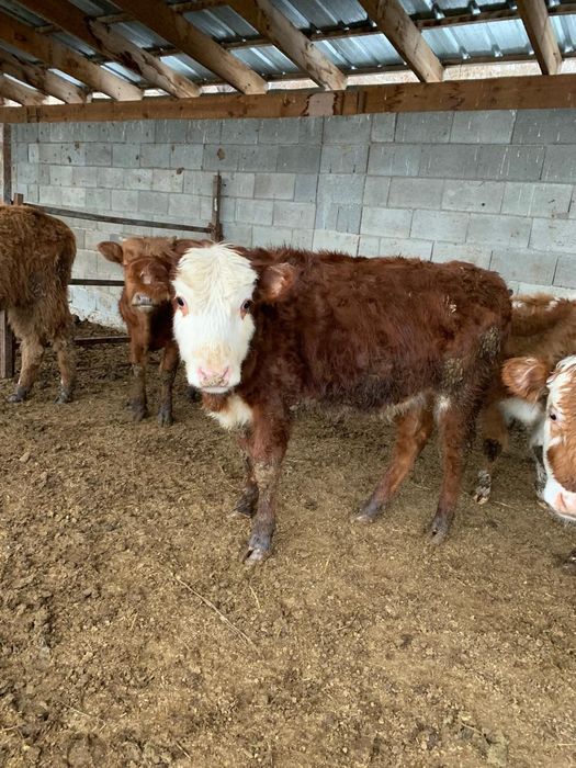 5 бас Ұрғашы мал 9-10 айлық сатылады