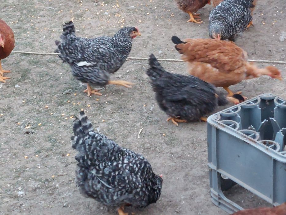 Gaini  și puicute de țară