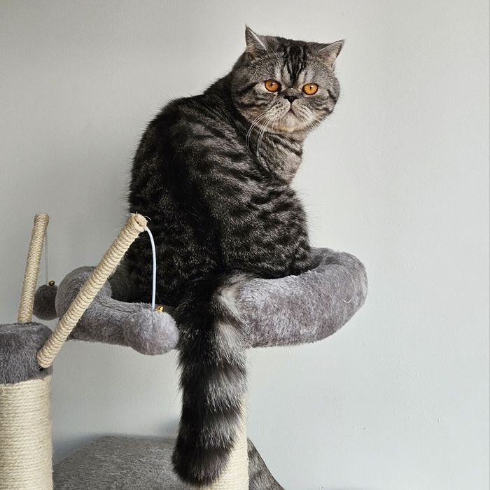 Motan Exotic shorthair mascul