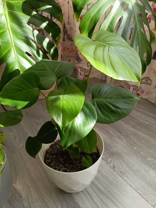 Filodendron cu puieți