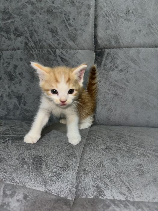 рыжий котенок мальчик