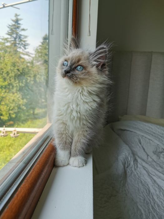 Ragdoll рагдол/регдол  МЪЖКО котe