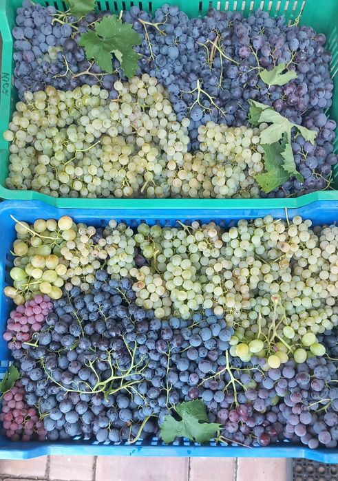 Struguri de Recaș de vin și masă