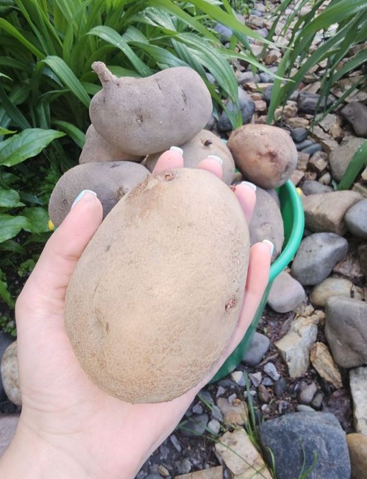 Продам картофель