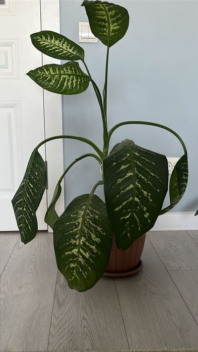 Комнатные растения