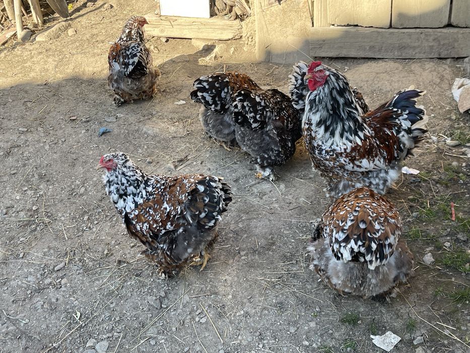 Ouă de incubat Brahma Porțelan