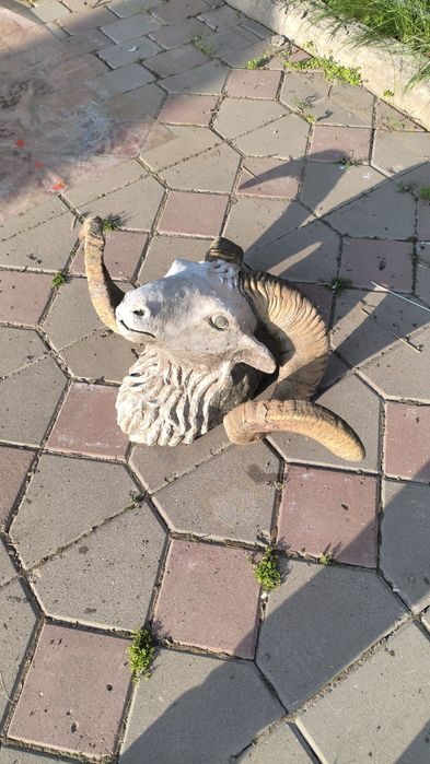 Стартует баранина голова