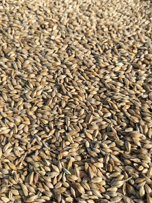 ПРОДАМ ЯЧМЕНЬ ПО 90 тенге кг