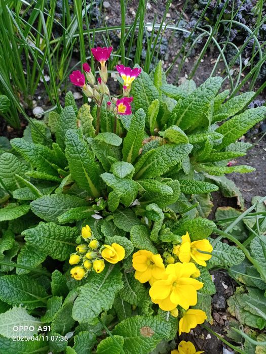 Цветы"каменная роза"