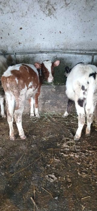 Продавам 6 броя телета