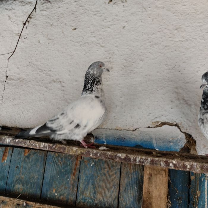 Продам голубей пакистанцев