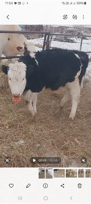 Продам тёлку подсосную!