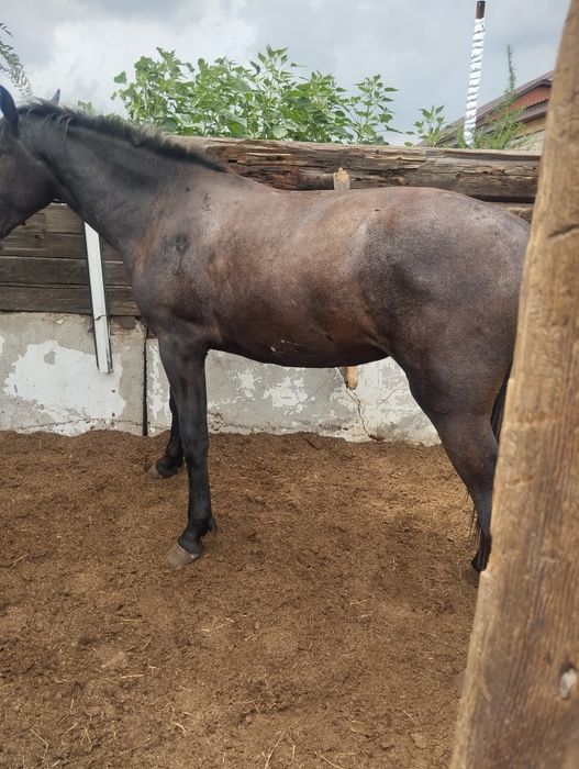 Продам 2 годовалую кабылу