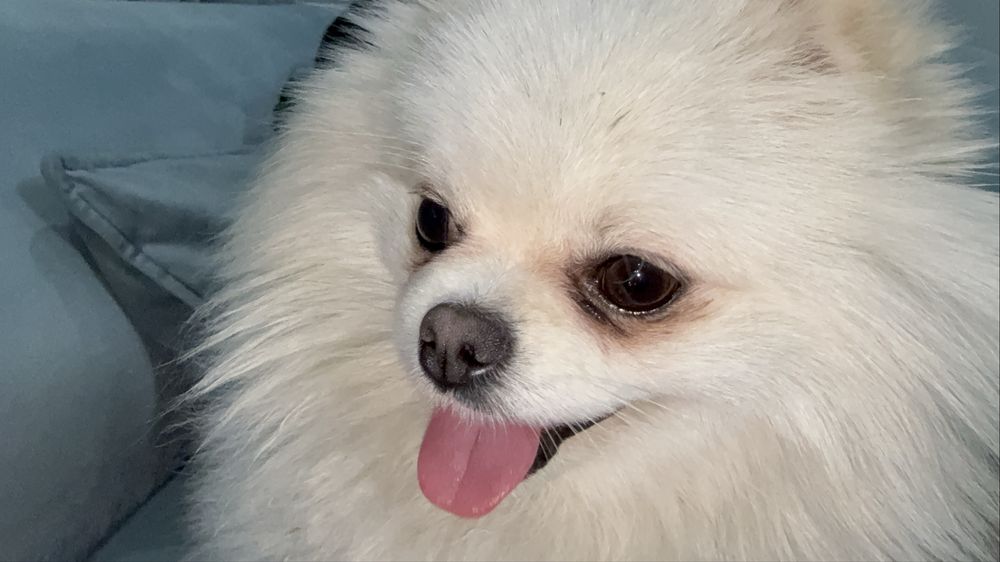 Шпиц вязка срочно только