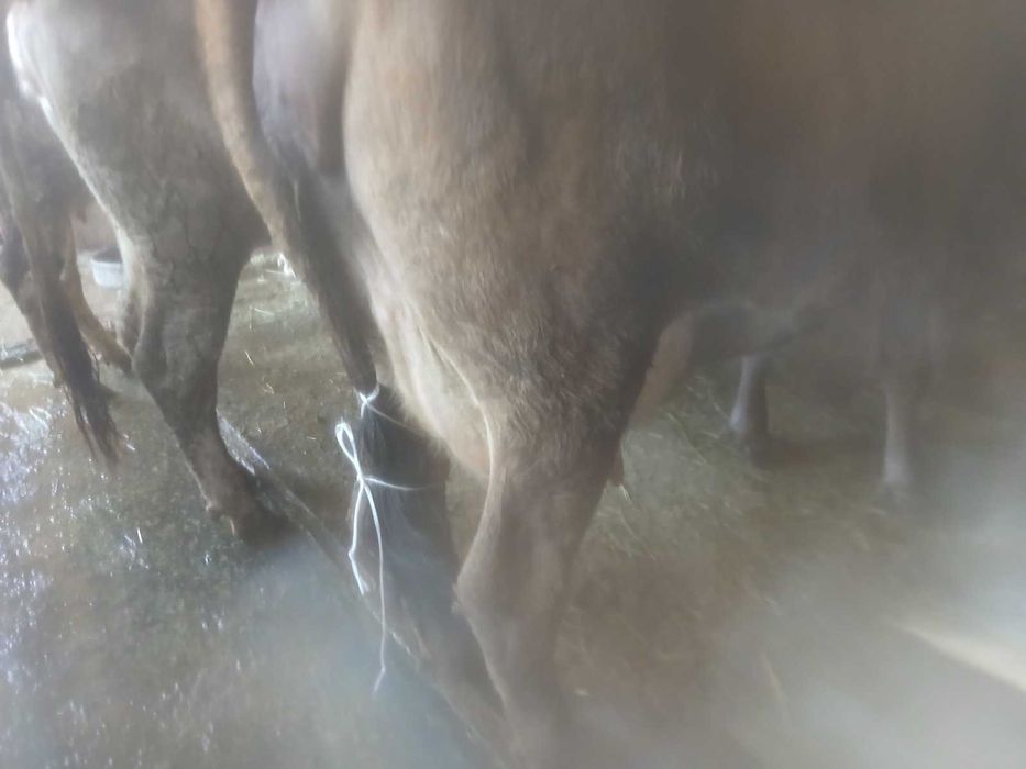 Продавам крави и юници преди отелване