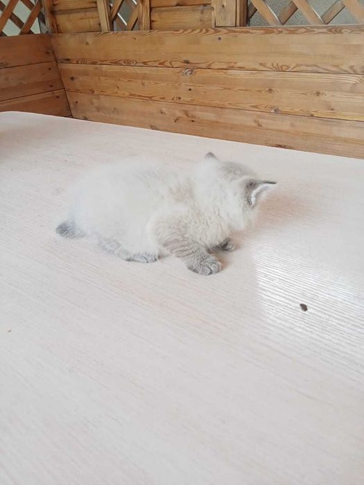 Отдам 3 котёнка в добрые руки