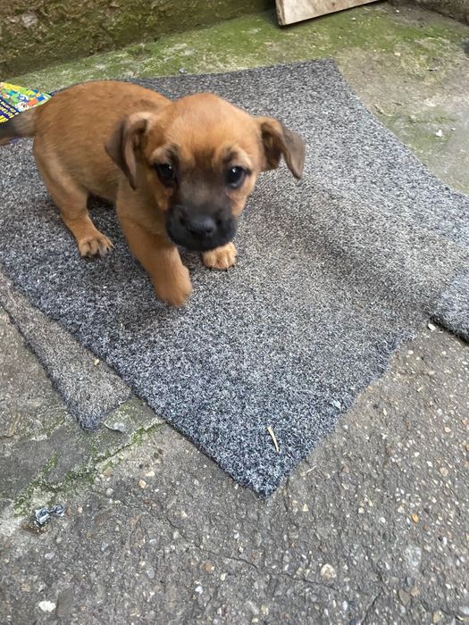 Dau spre adoptie catelusul Ricky