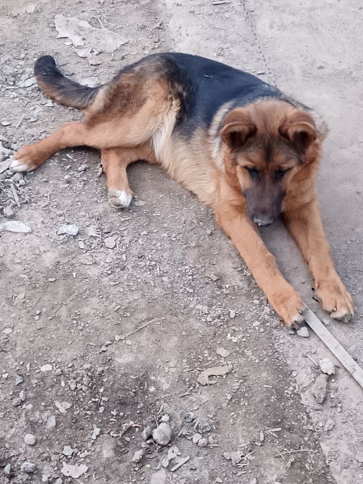 Овчарка добрые руки