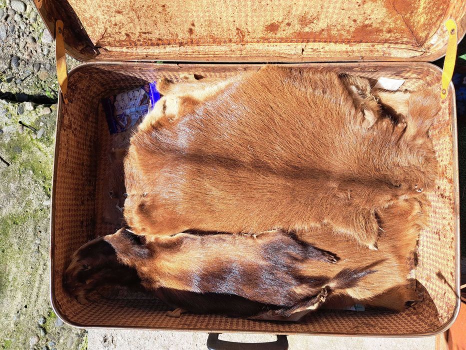 Blanuri naturale de nutrie diverse culori - Stare excelenta