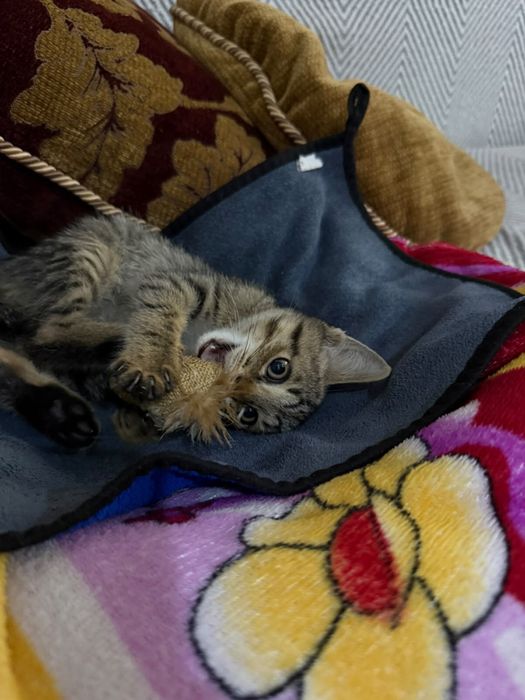 Котенок мальчик в добрые руки