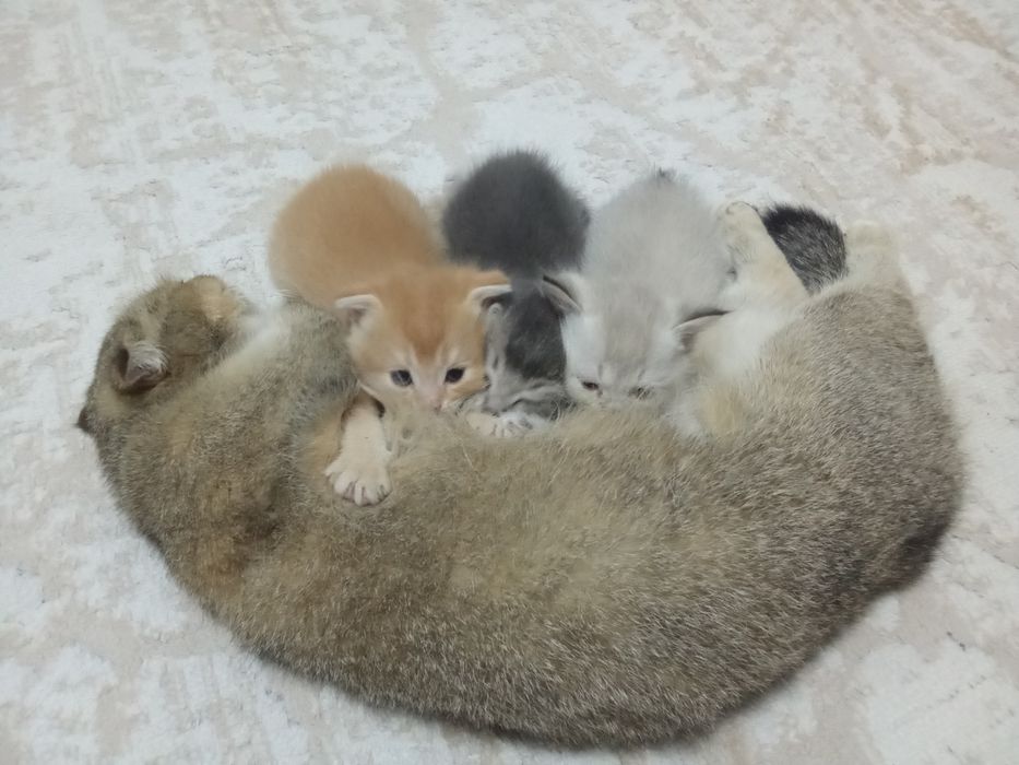 Котята очень умныйе