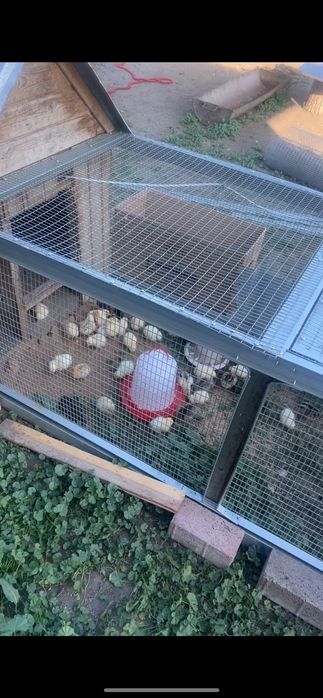 Продам домашних курей