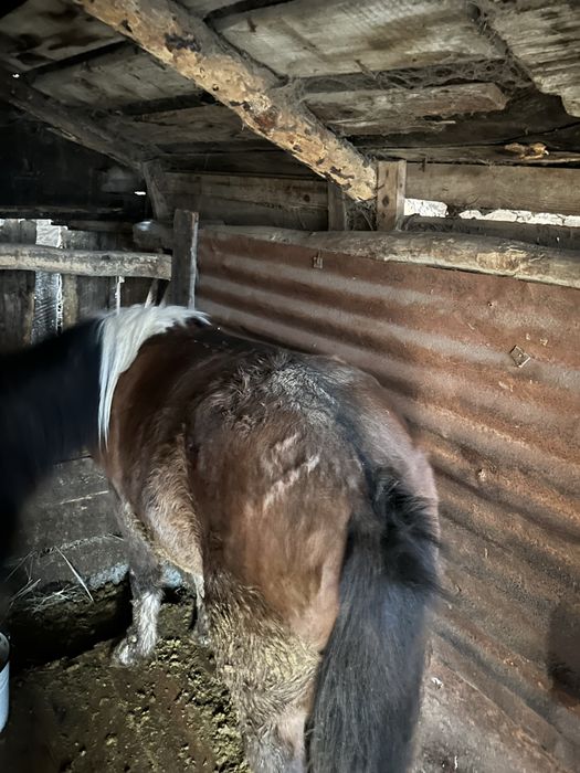 Продам откормленного тая