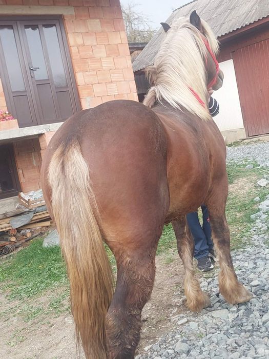 De vânzare mânz face 2 ani în August