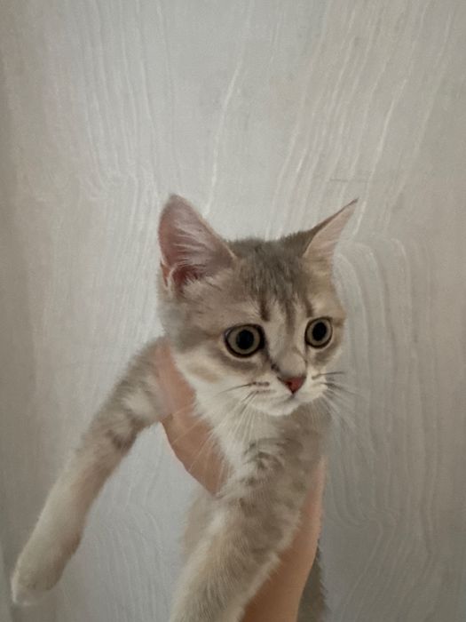Продается кошка британский девочка