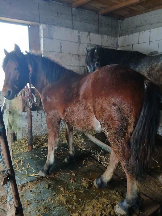 Mânz semigreu și armăsar lipițan