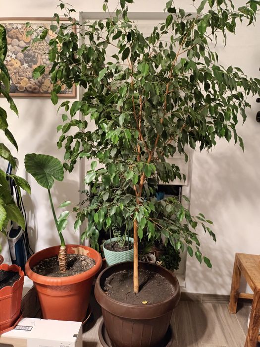 Ficus cu frunza mica - diferite mărimi