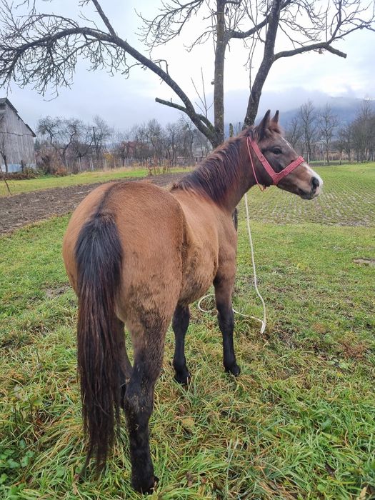 Vânz Mânză 8luni foarte cuminte si prietenoasa