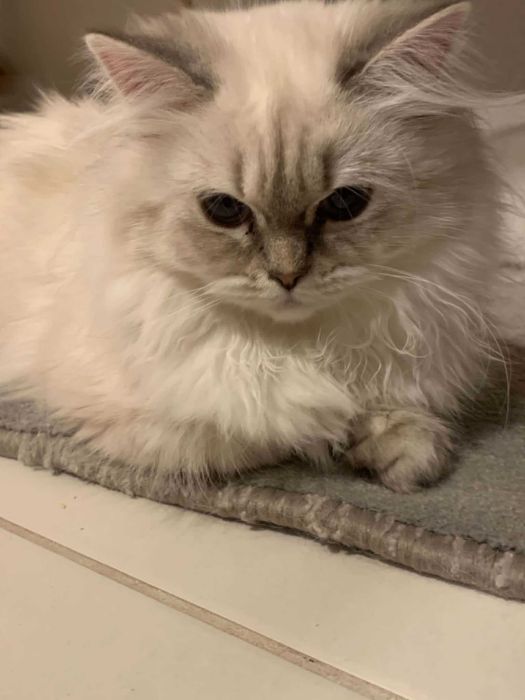 Шотлански котета