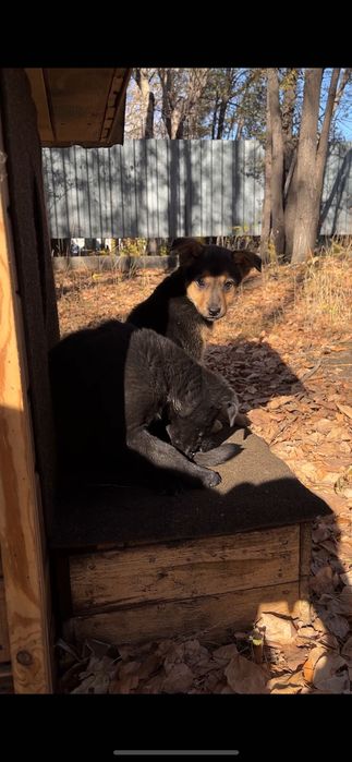 Щенята в добрые руки!