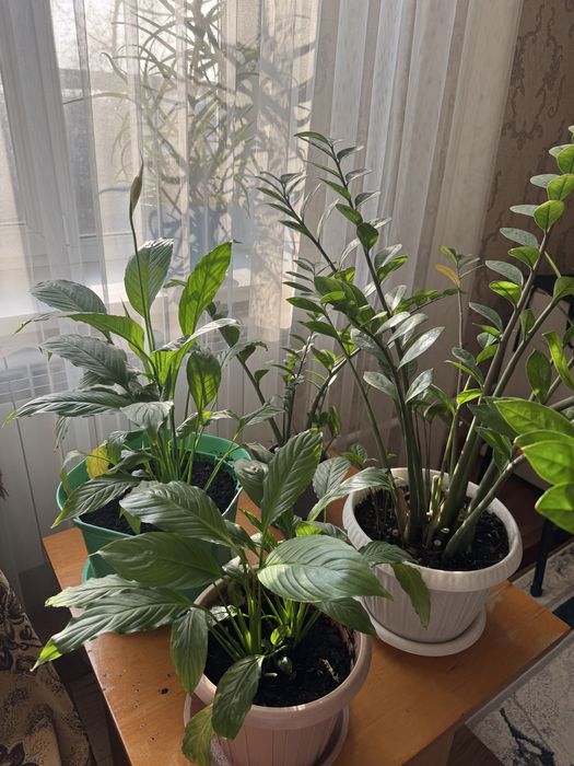 Продаю цветы комнатный