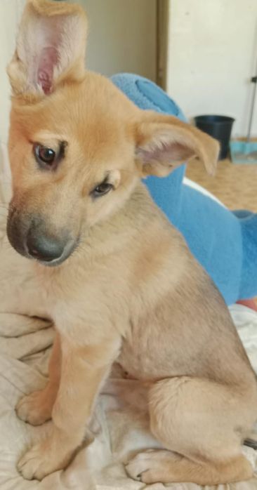 Отдам щеночков в хорошие руки