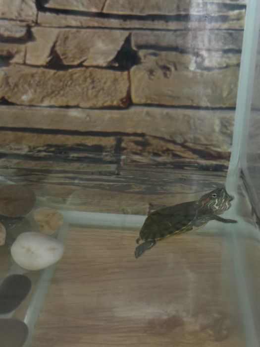 Продам Красноухих черепашек вместе с аквариумом