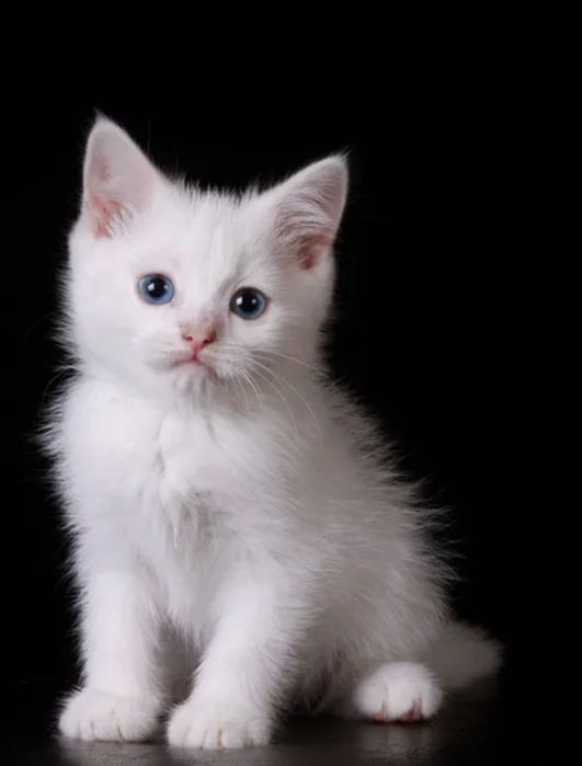 В Любящие Ручки Малыши