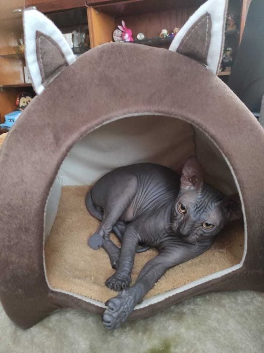 Вязка сфинкс котик донской