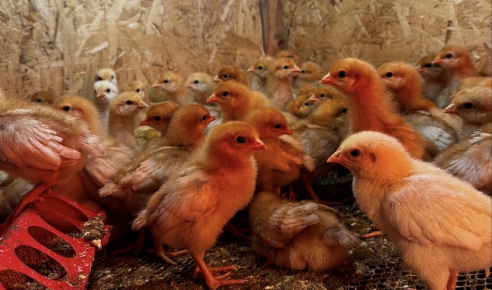 Цыплята Ломан Браун разного возраста