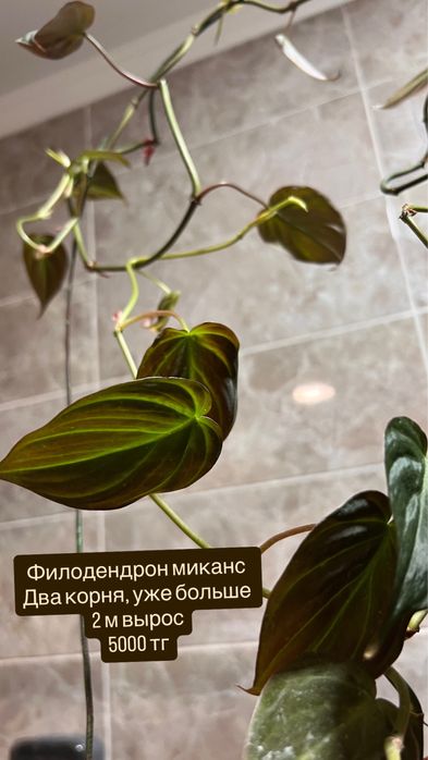 Филодендрон миканс